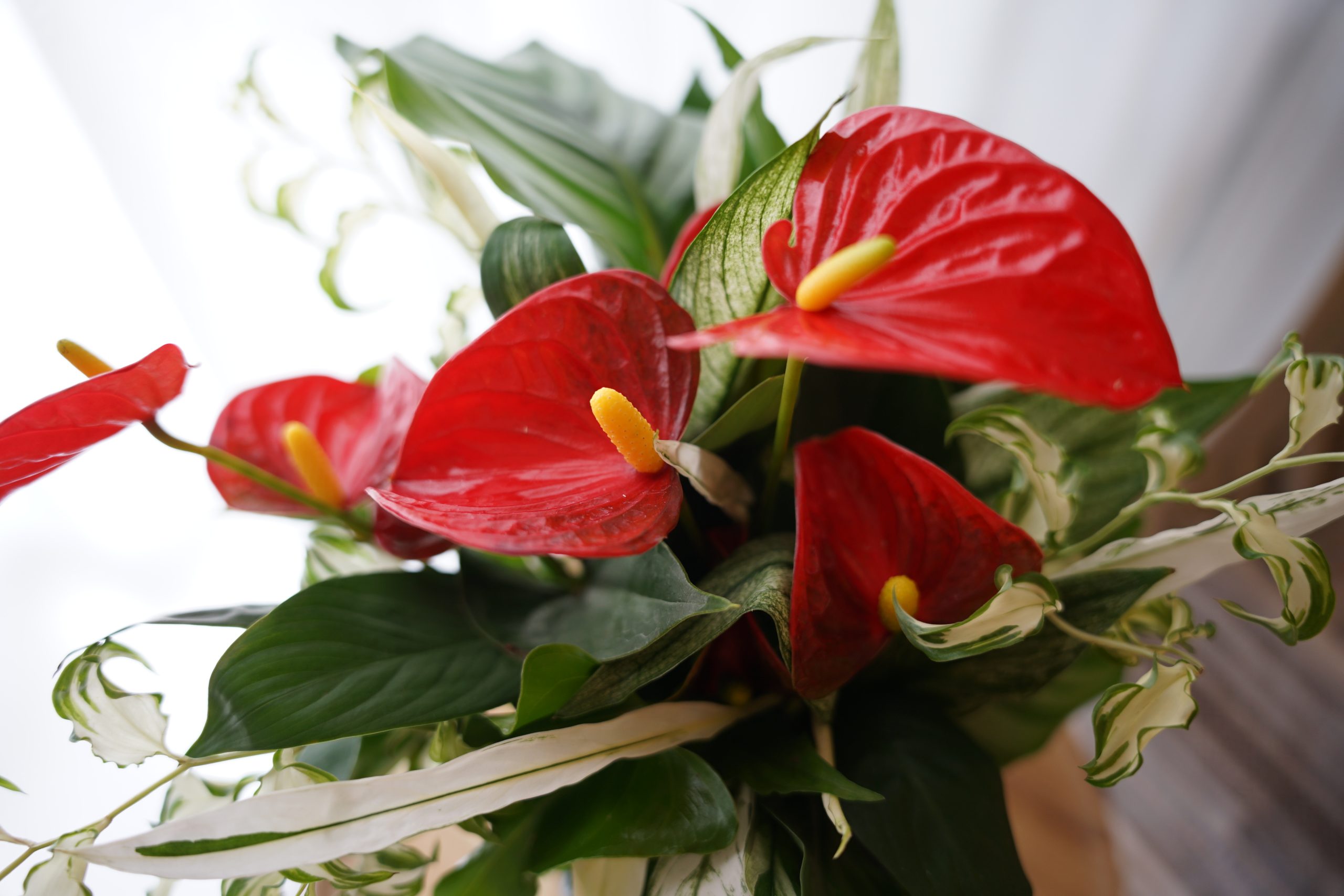 Flower Studio Wreath.Kは、花束のように華やかな寄せ植えと厳選した苗の販売を行っております。